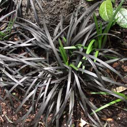 Ophiopogon negro